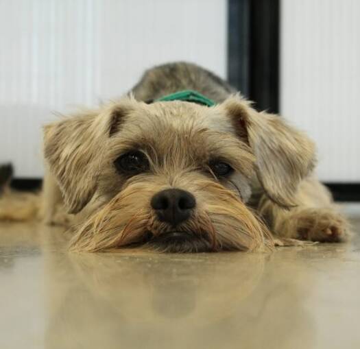 gedrag van hond