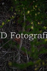 dsc_9235-standard-j90lp3.jpg