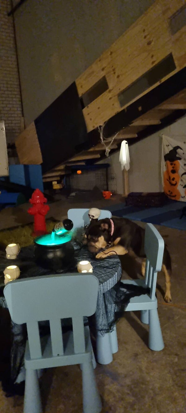 🎃👻Reserveren Halloween Snuffel Avontuur (Basis)🧟🕯️op Dinsdag 27 oktober 2026.