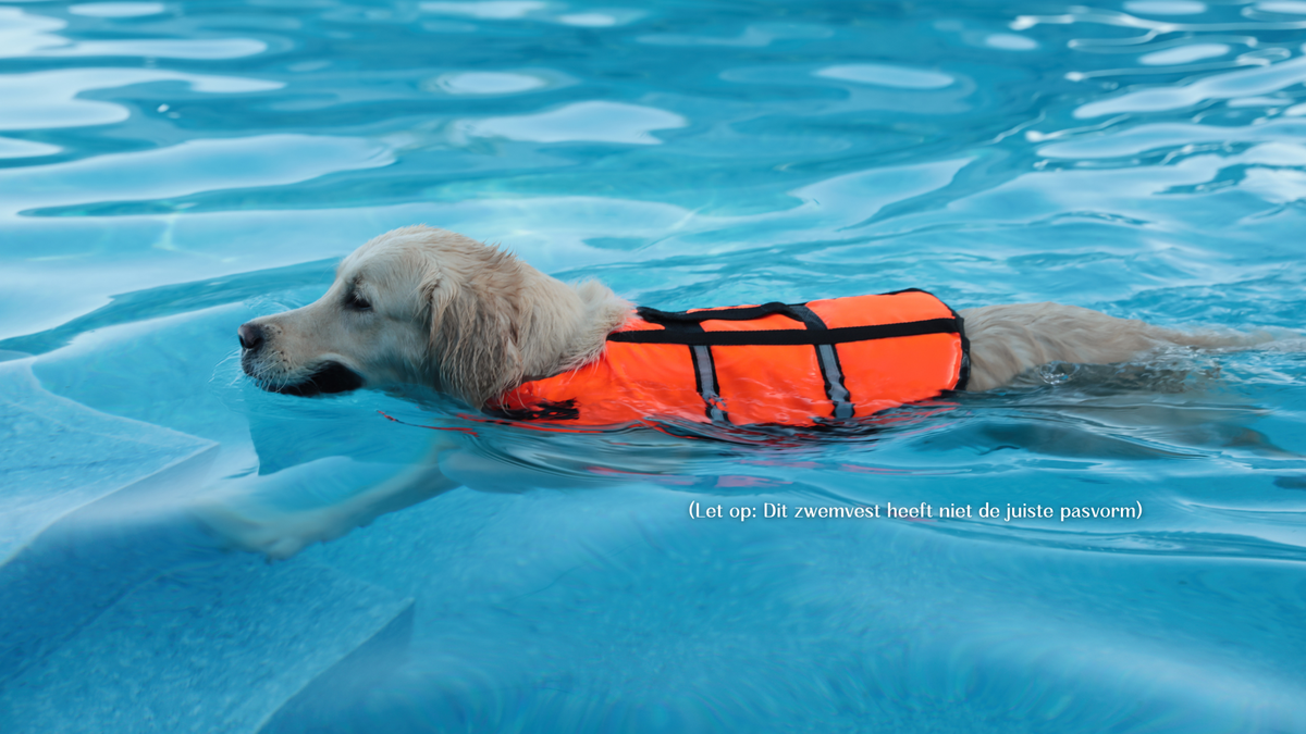 Ruffwear Float Coat Hondenjas, drijfvermogen en drijfvermogen, hondenvest voor veilig zwemmen, boottochten, watersport, Blue Dusk, L Ruffwear Float Coat Hondenjas, drijfvermogen en drijfvermogen, hondenvest voor veilig zwemmen, boottochten, watersport, Blue Dusk, L