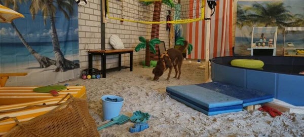 🌴🩴Reserveren Summer/Beach Honden Snuffel Avontuur (Basis)🍹🦀 op 18 september 2026.