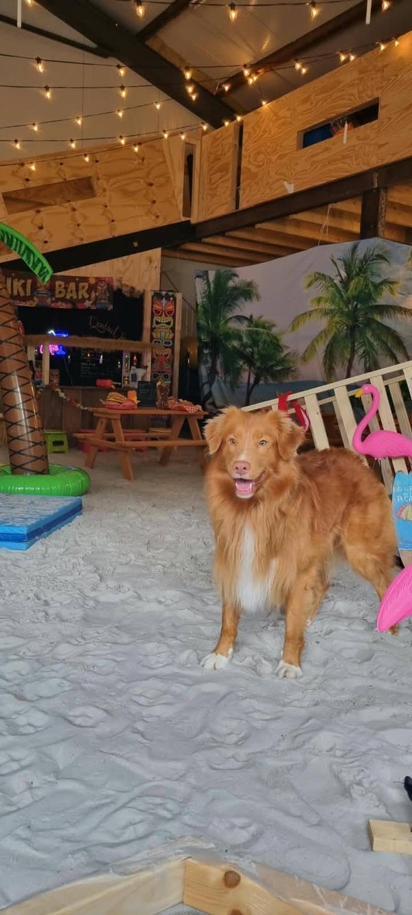 🌴🩴Reserveren Summer/Beach Honden Snuffel Avontuur (Basis)🍹🦀 op 17 september 2026.