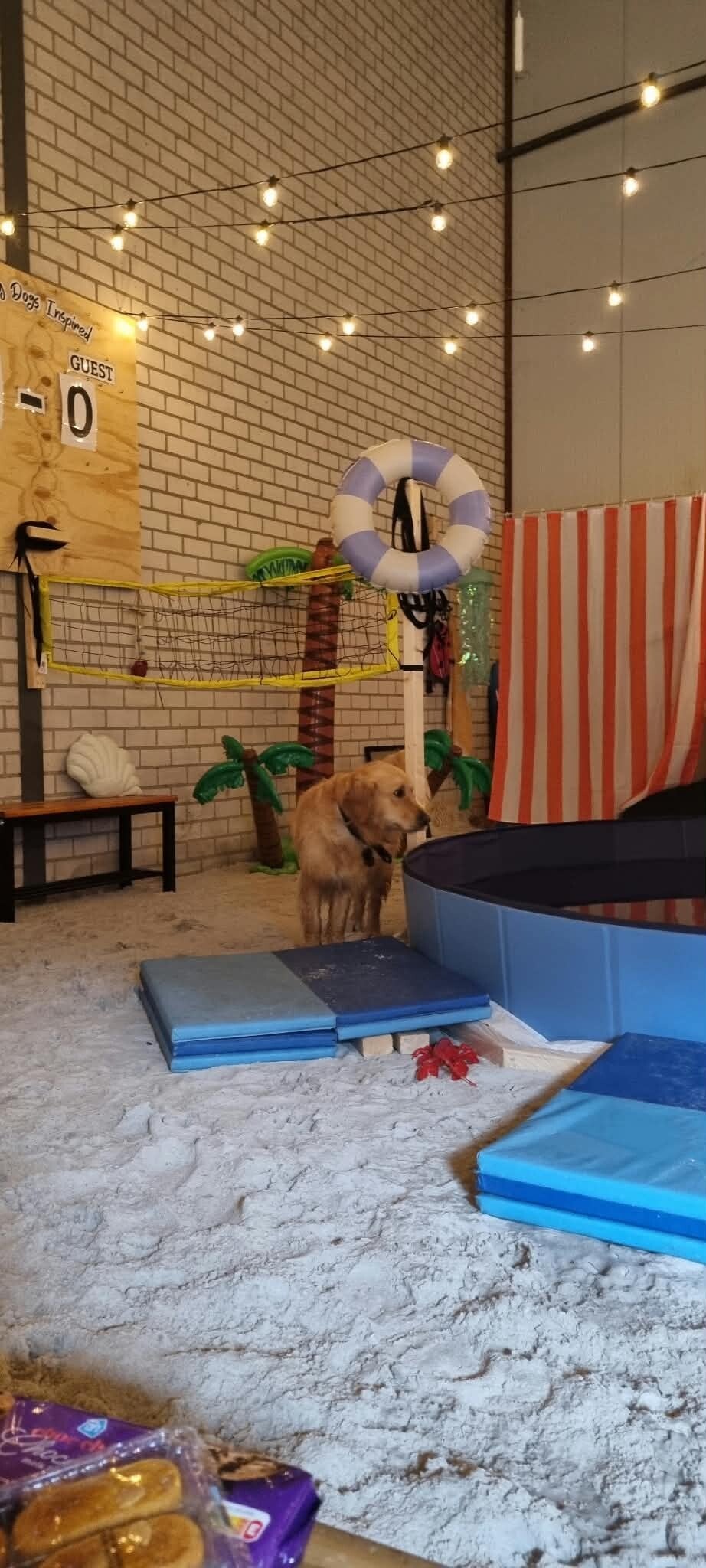 🌴🩴Reserveren Summer/Beach Honden Snuffel Avontuur (Basis)🍹🦀 op 19 september 2026.