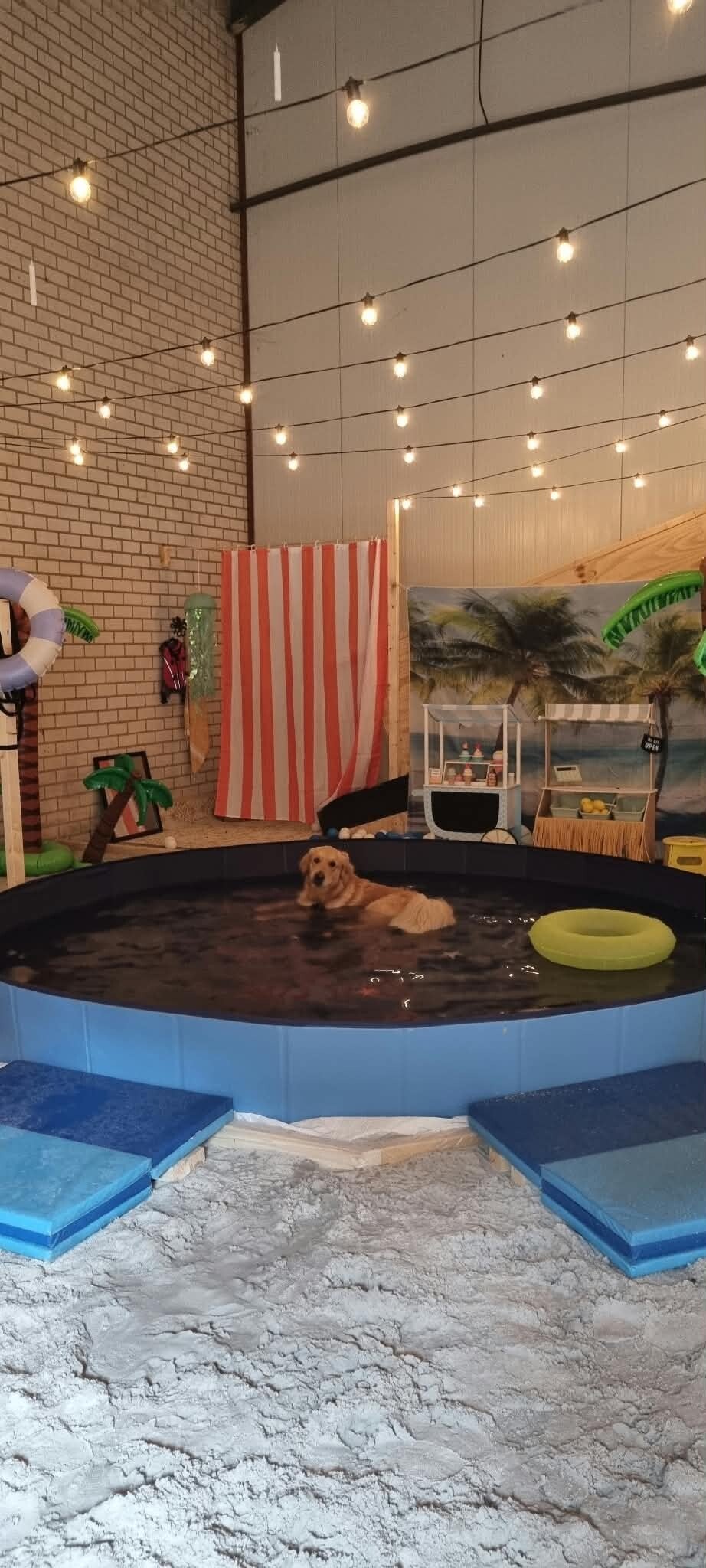 🌴🩴Reserveren Summer/Beach Honden Snuffel Avontuur (Basis)🍹🦀 op 16 september 2026.