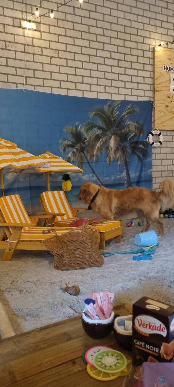 🌴🩴Reserveren Summer/Beach Honden Snuffel Avontuur (Basis)🍹🦀 op 20 september 2026.