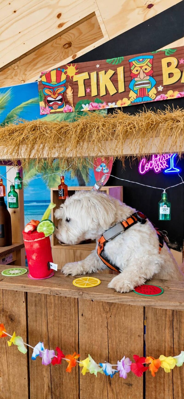🌴🩴Reserveren Summer/Beach Honden Snuffel Avontuur (Basis)🍹🦀 op 22 september 2026.