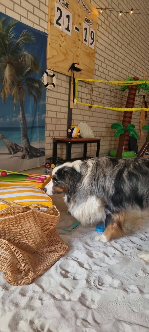 🌴🩴Reserveren Summer/Beach Honden Snuffel Avontuur (Basis)🍹🦀 op 21 september 2026.