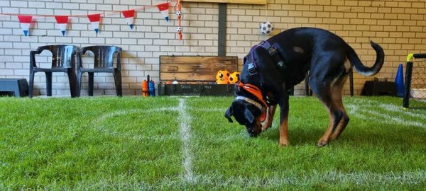 ⚽🏆WK Honden Snuffel Avontuur (Basis)🌎🦁 - 'Extra' eigen hond(en) toevoegen