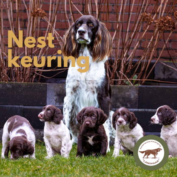 Nestkeuring