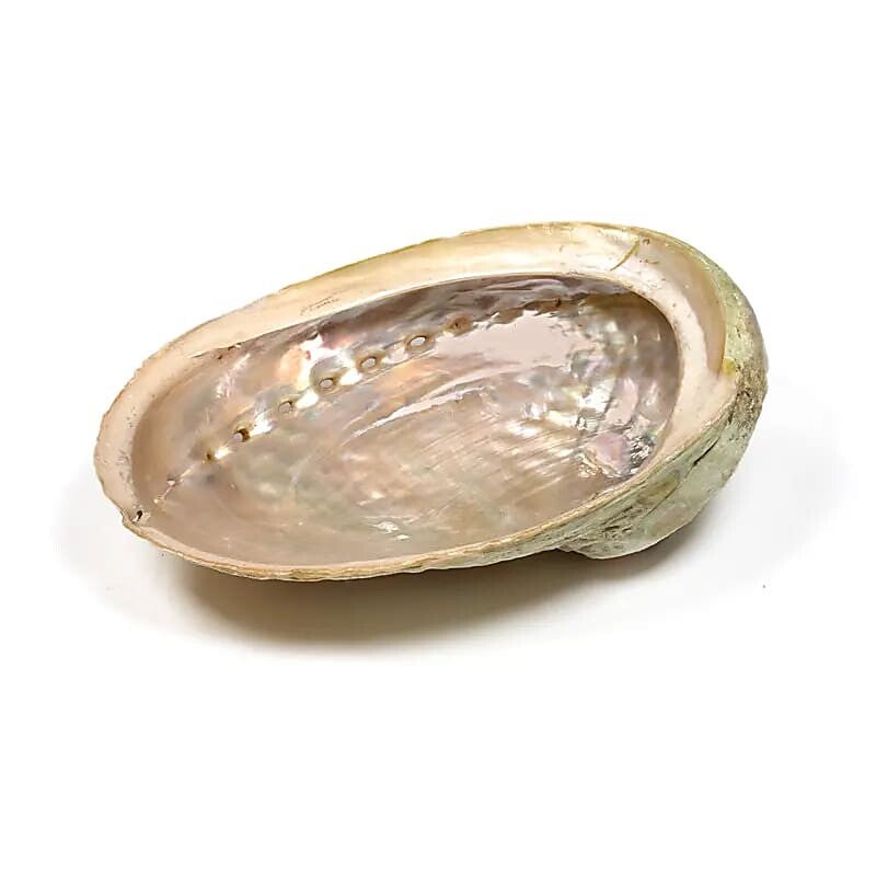 Smudgeschelp "Albalone"