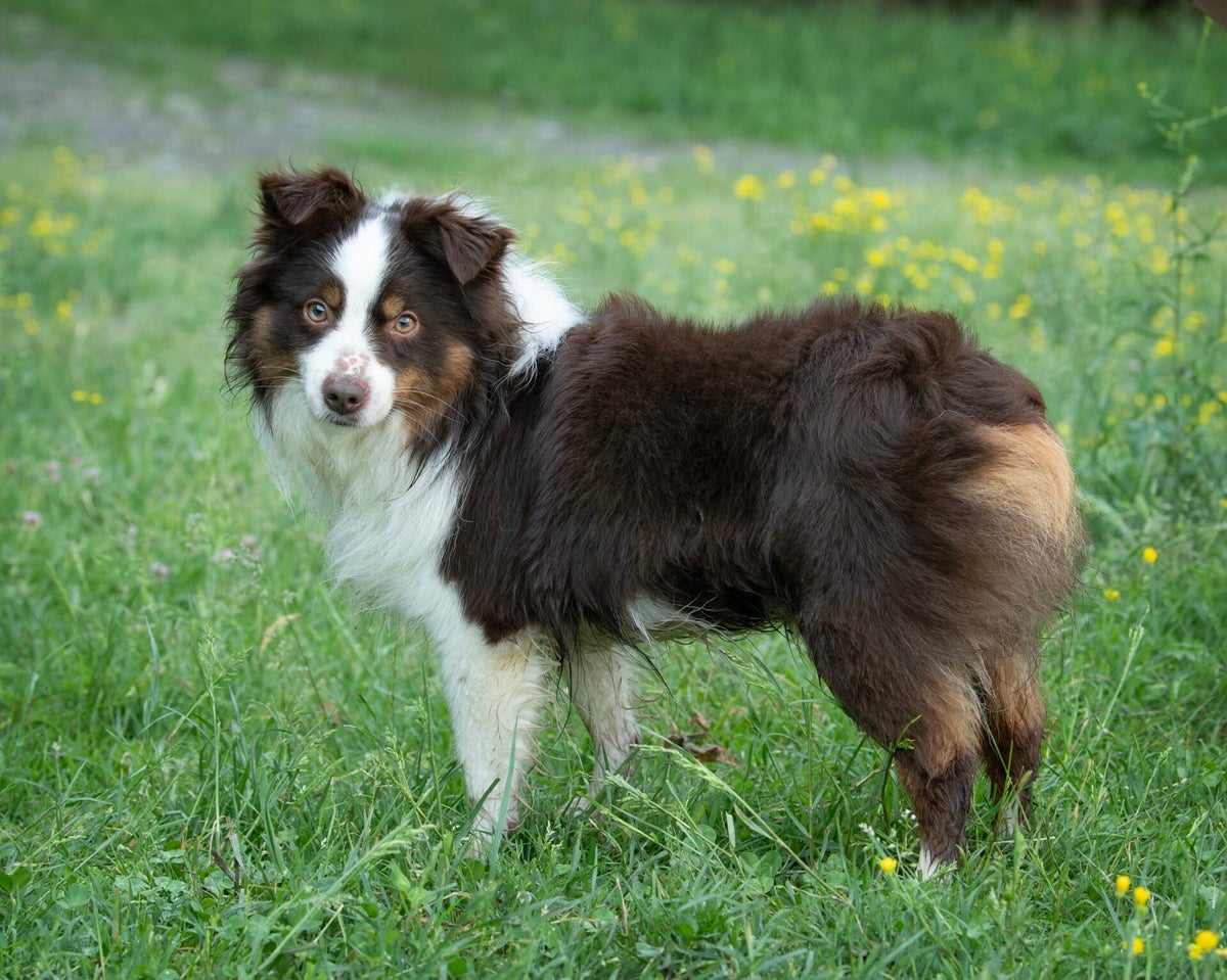 My Dogs | Jammin' Kennels