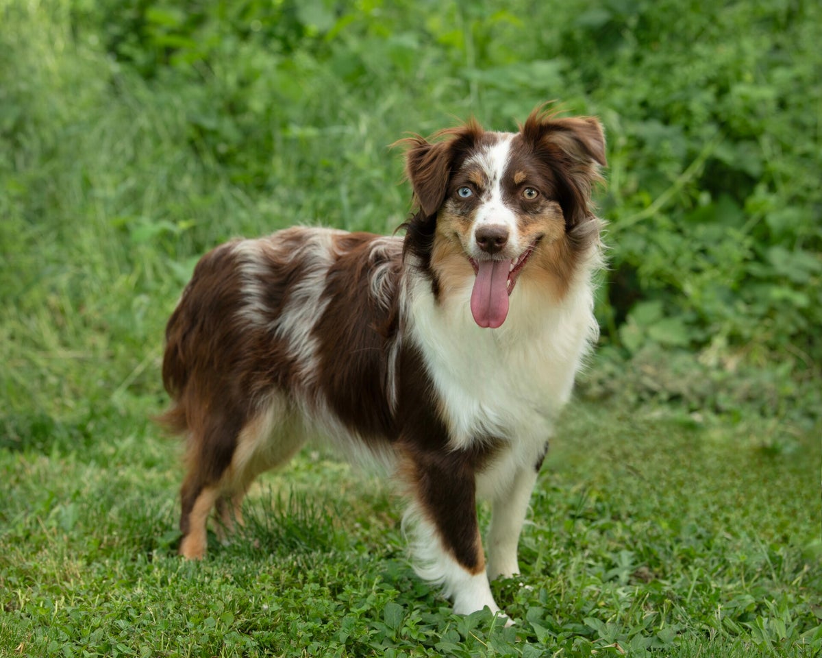 My Dogs | Jammin' Kennels