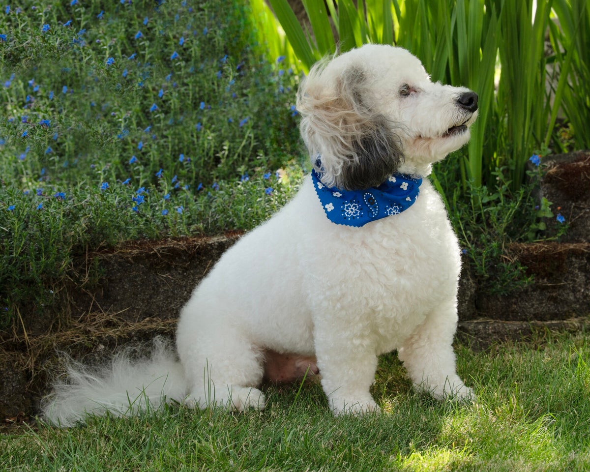 My Dogs | Jammin' Kennels