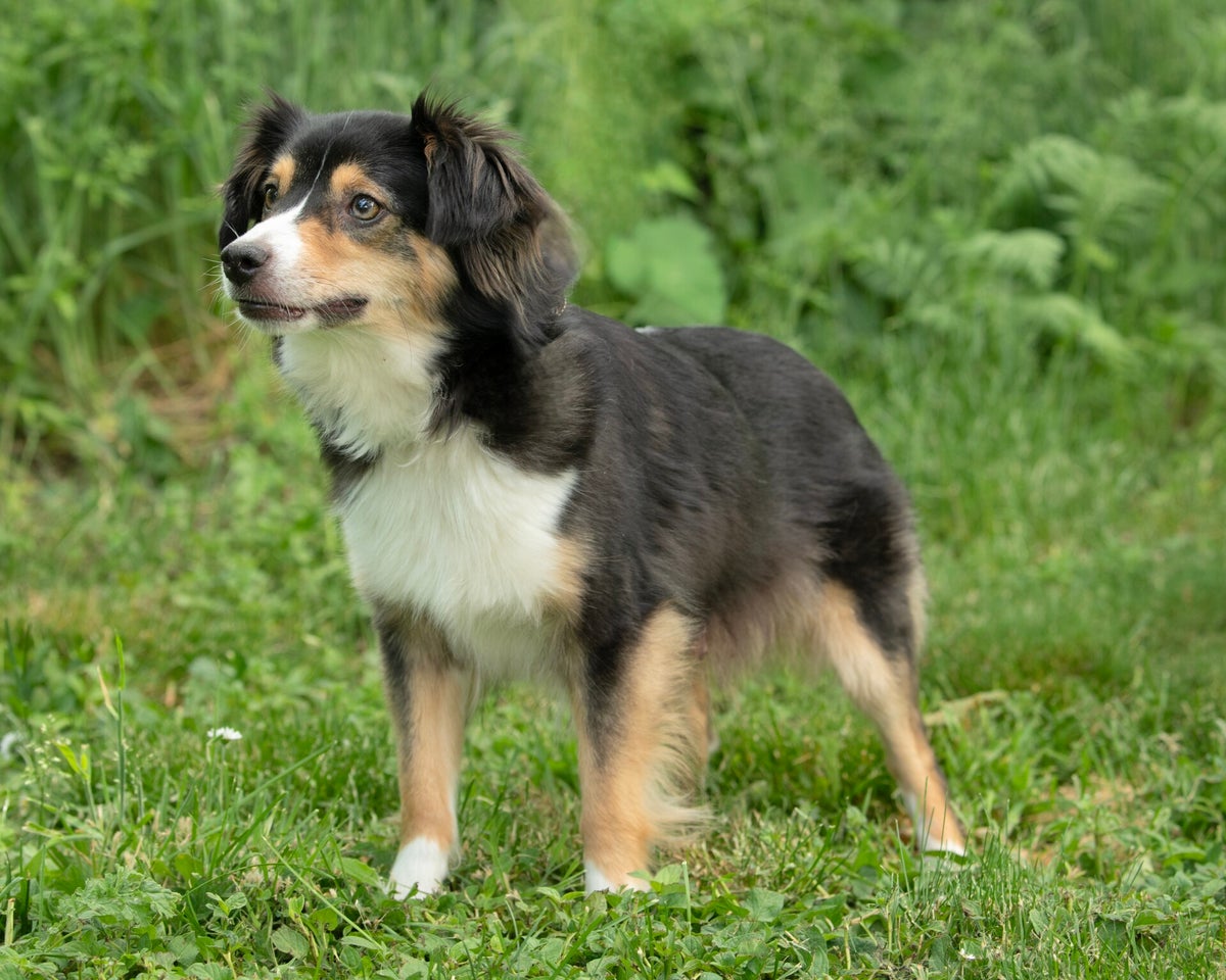 My Dogs | Jammin' Kennels