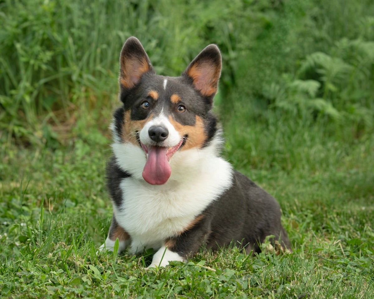 My Dogs | Jammin' Kennels