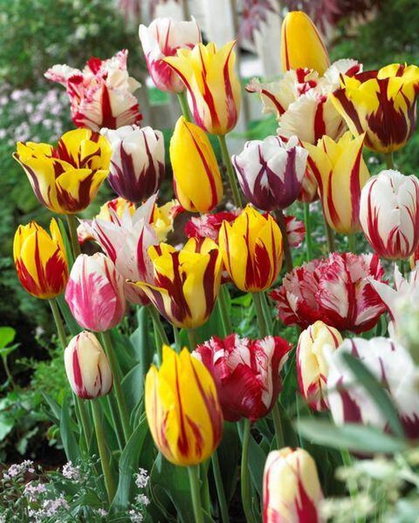 Tulpen