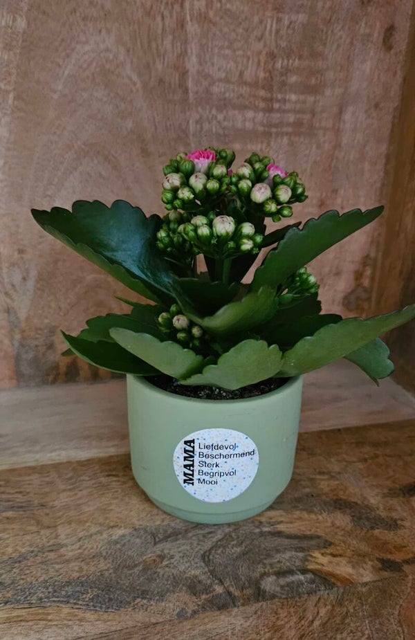 Bloempotje met sticker en bloempje