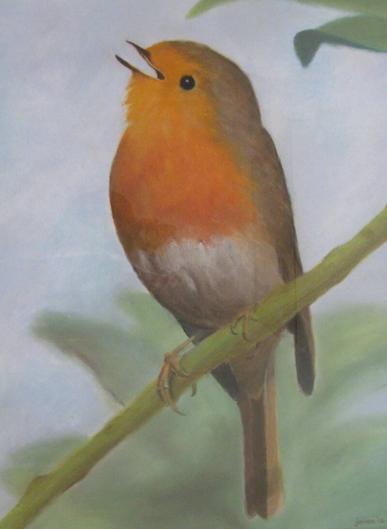 roodborst-standard.jpg