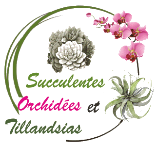 Succulente et Orchidées