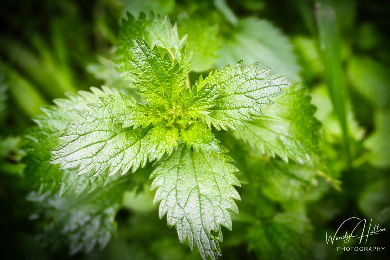 Veins of Green