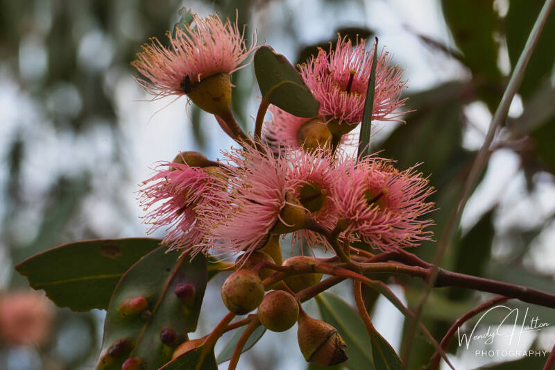 Pink Eucalyptus Blooms