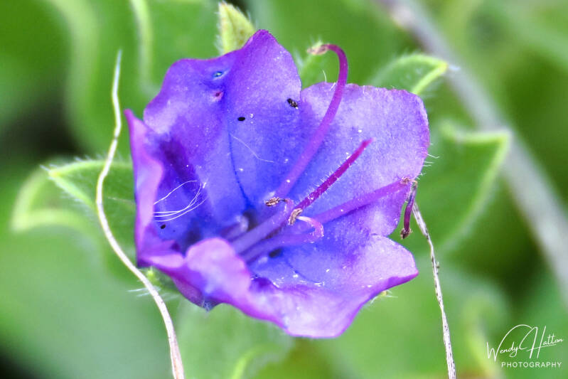 Violet Whispers