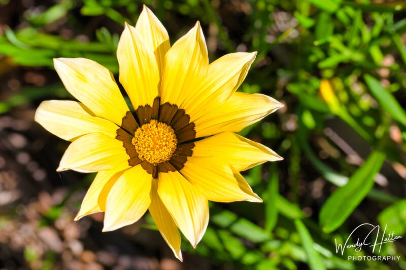 Golden Marigold