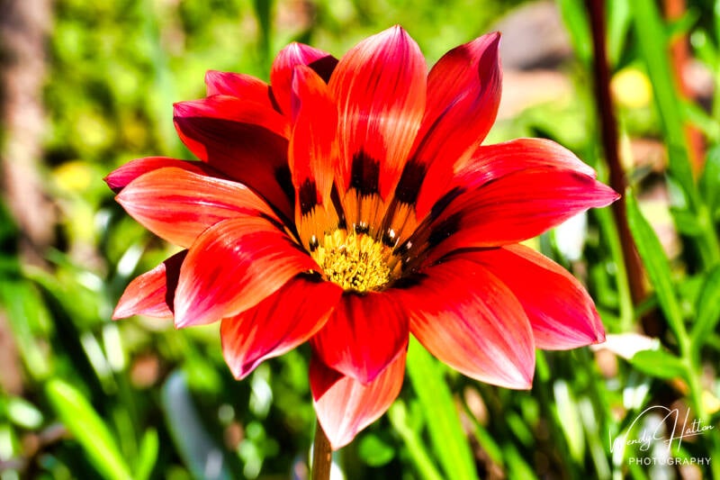 Crimson Marigold