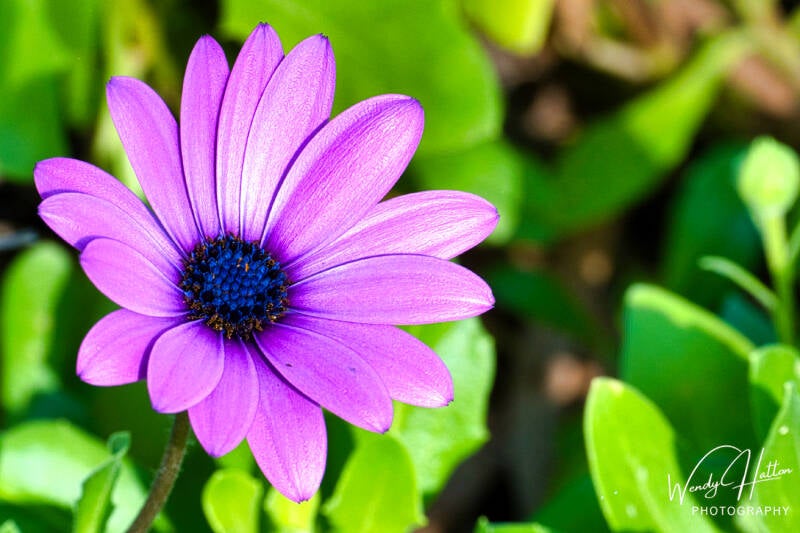 Violet Radiance