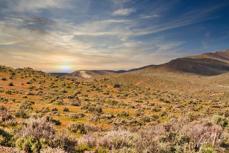 Golden Light Over the Outback