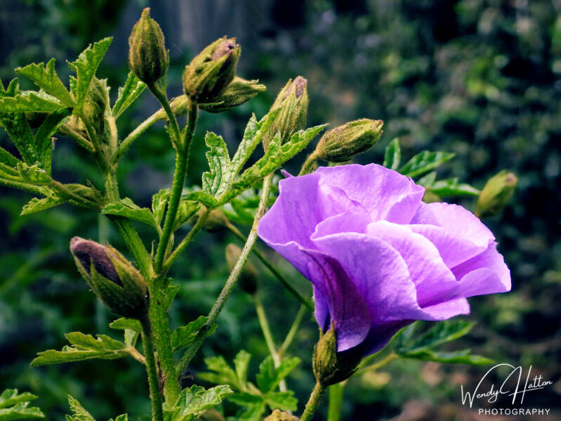 Purple Hibiscus in Bloom