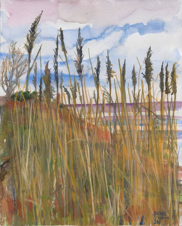 Dundrum Bay grasses