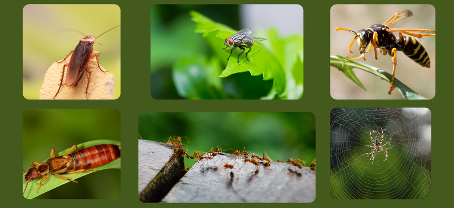 pest control services kawartha lakes, muskoka, simcoe county earwig removal ant removal fly removal spider removal cockroach removal