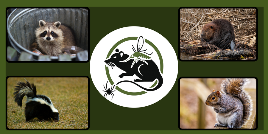 wildlife removal kawartha lakes muskoka simcoe county humane wildlife removal