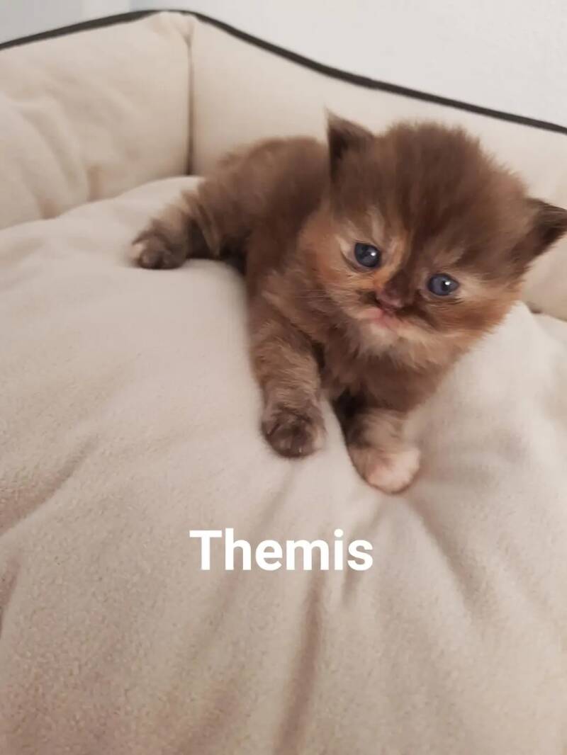 thmis222-standard.jpg