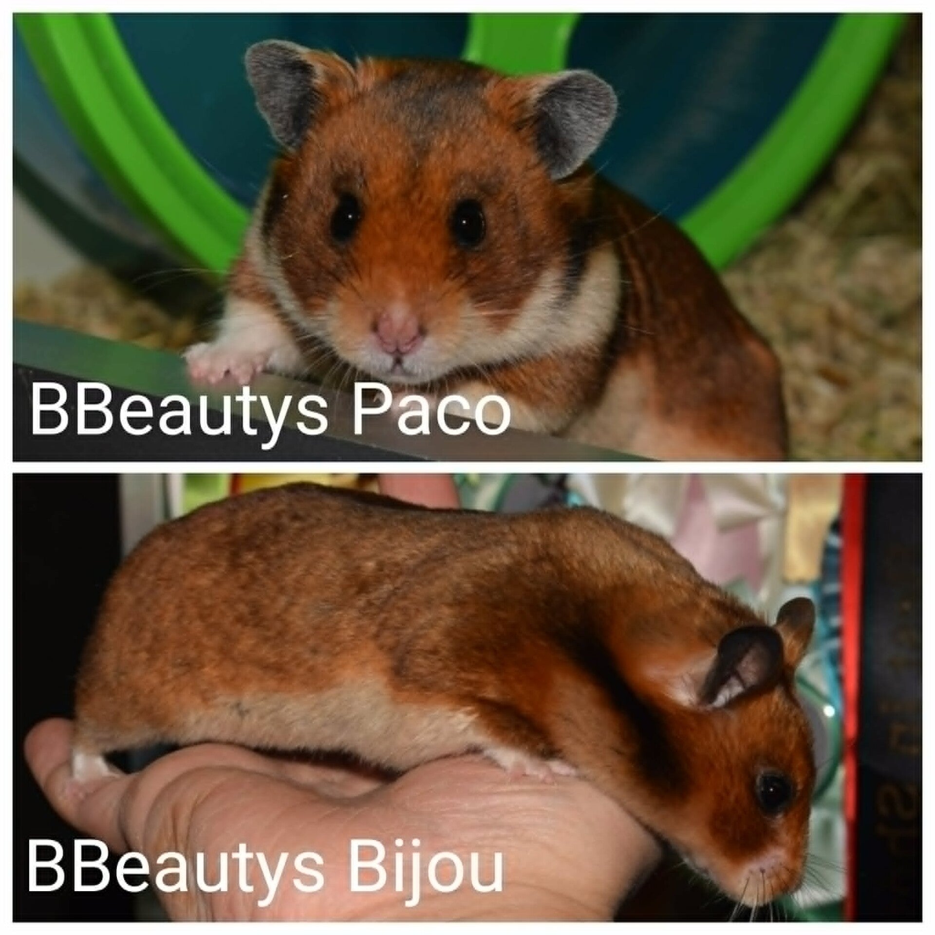 1-m8-paco-x-bijou-standard.jpg