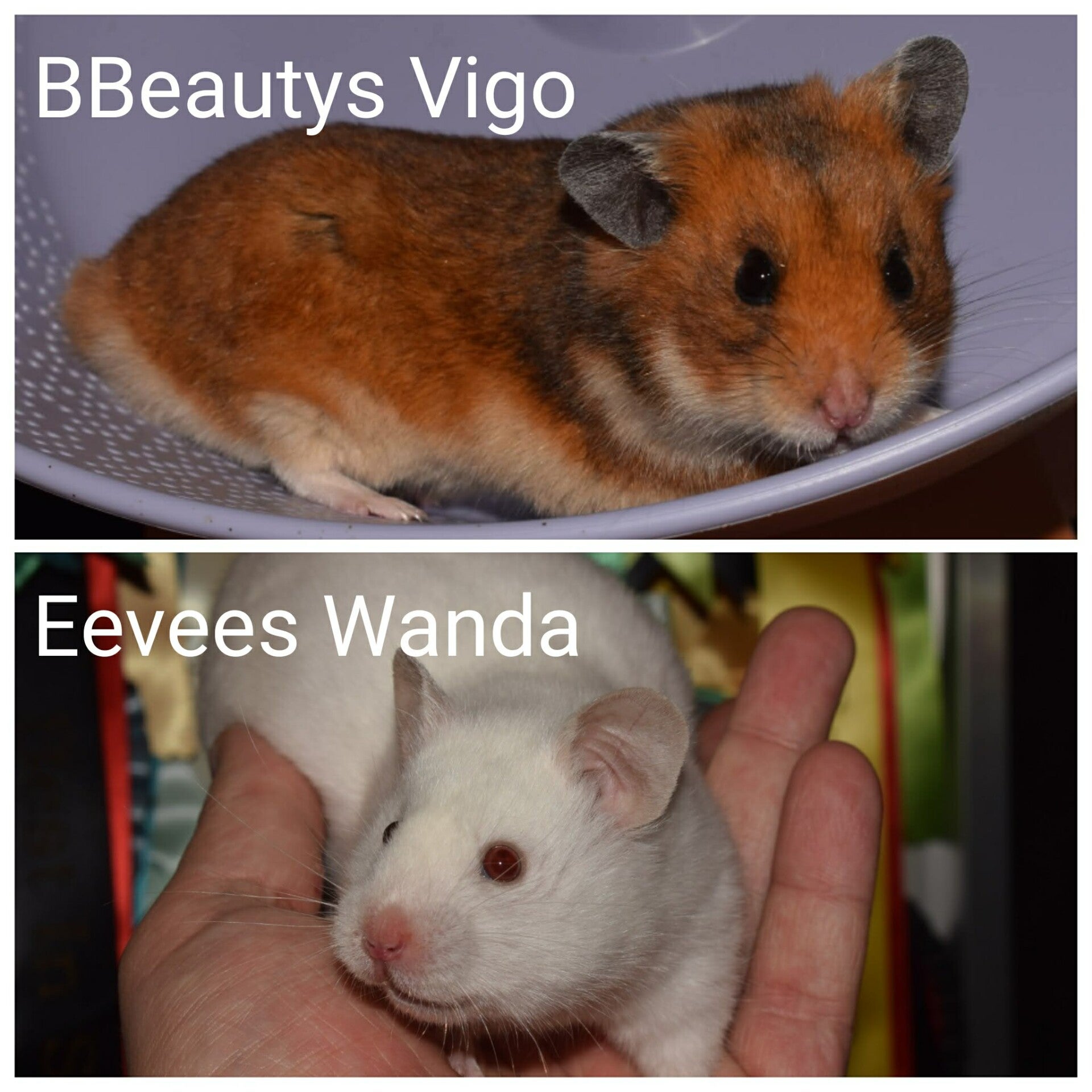 1-n8-vigo-x-wanda-standard.jpg