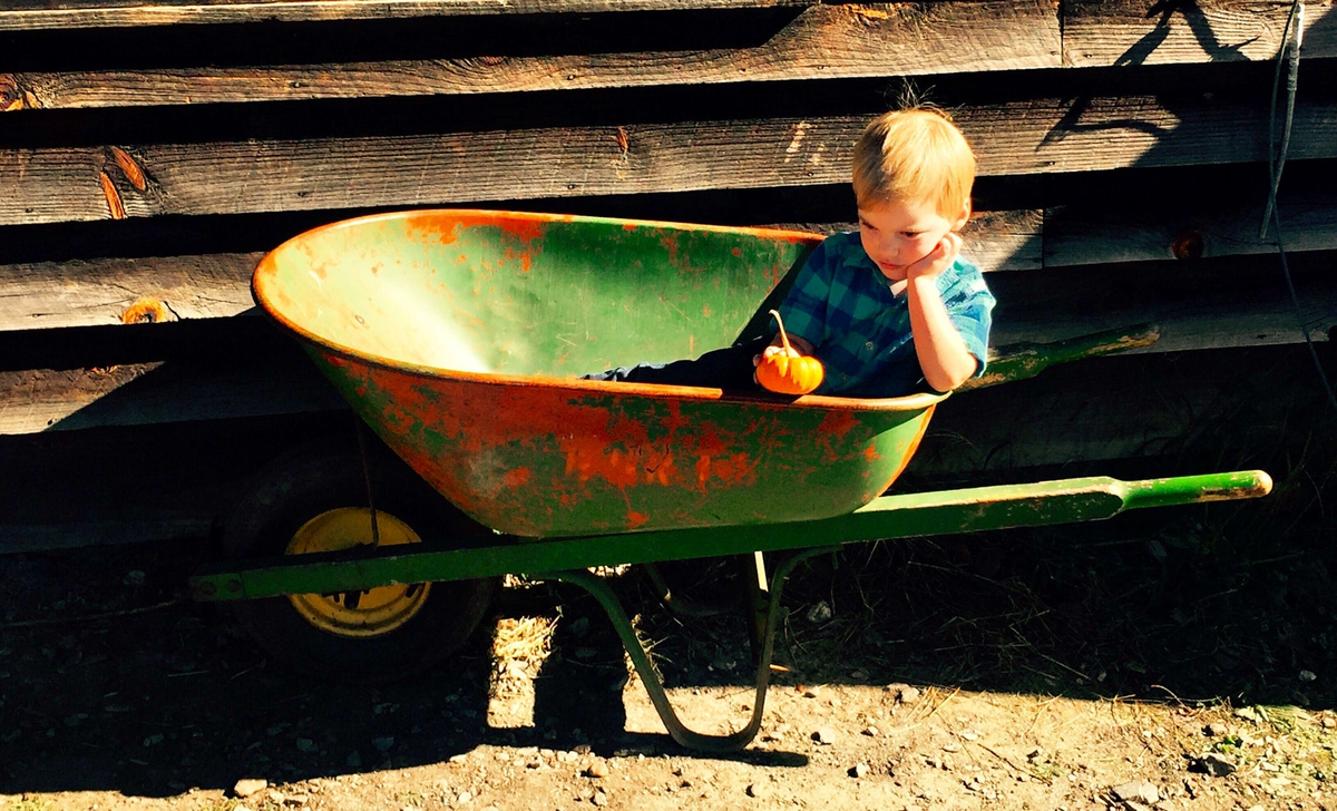 Our Services | Nathan's trees llc