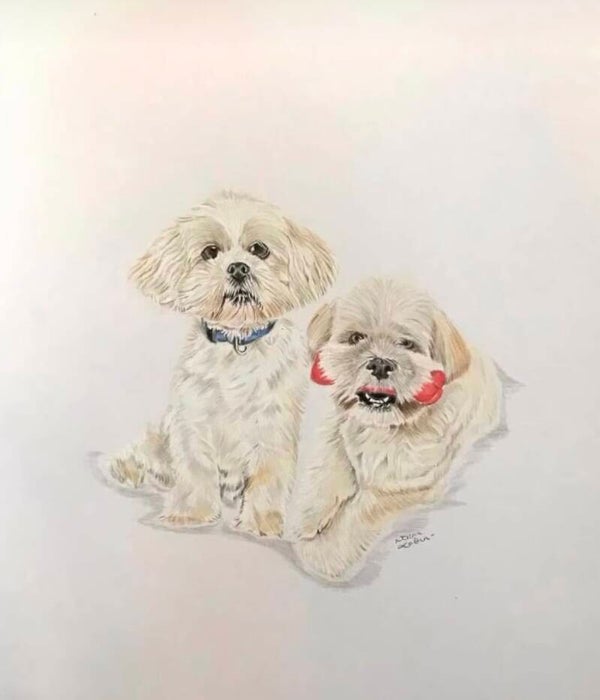 Pet portraits in professional coloured pencils, these are more detailed.