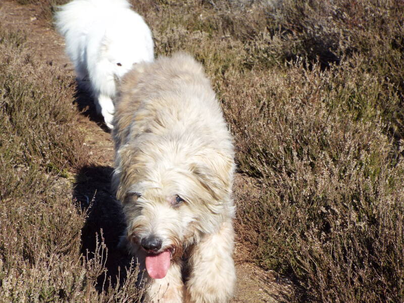Darcey out on a walk and enjoying the spring sunshine