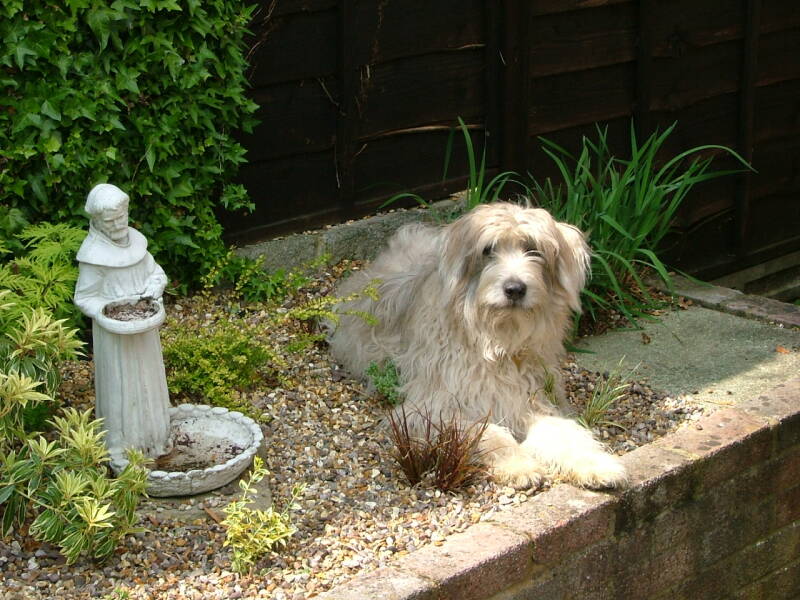 Darcey enjoying the spring sunshine in the garden