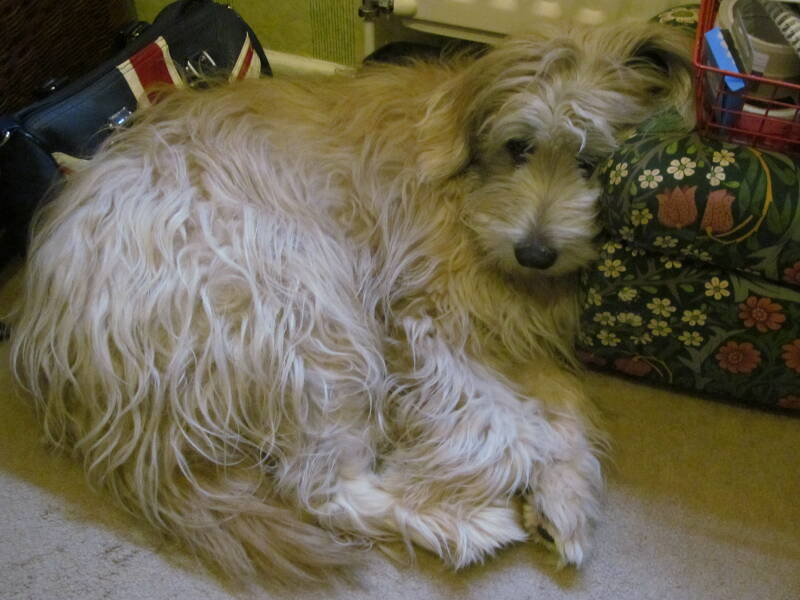 Darcey snuggling down in the office whilst I worked from home