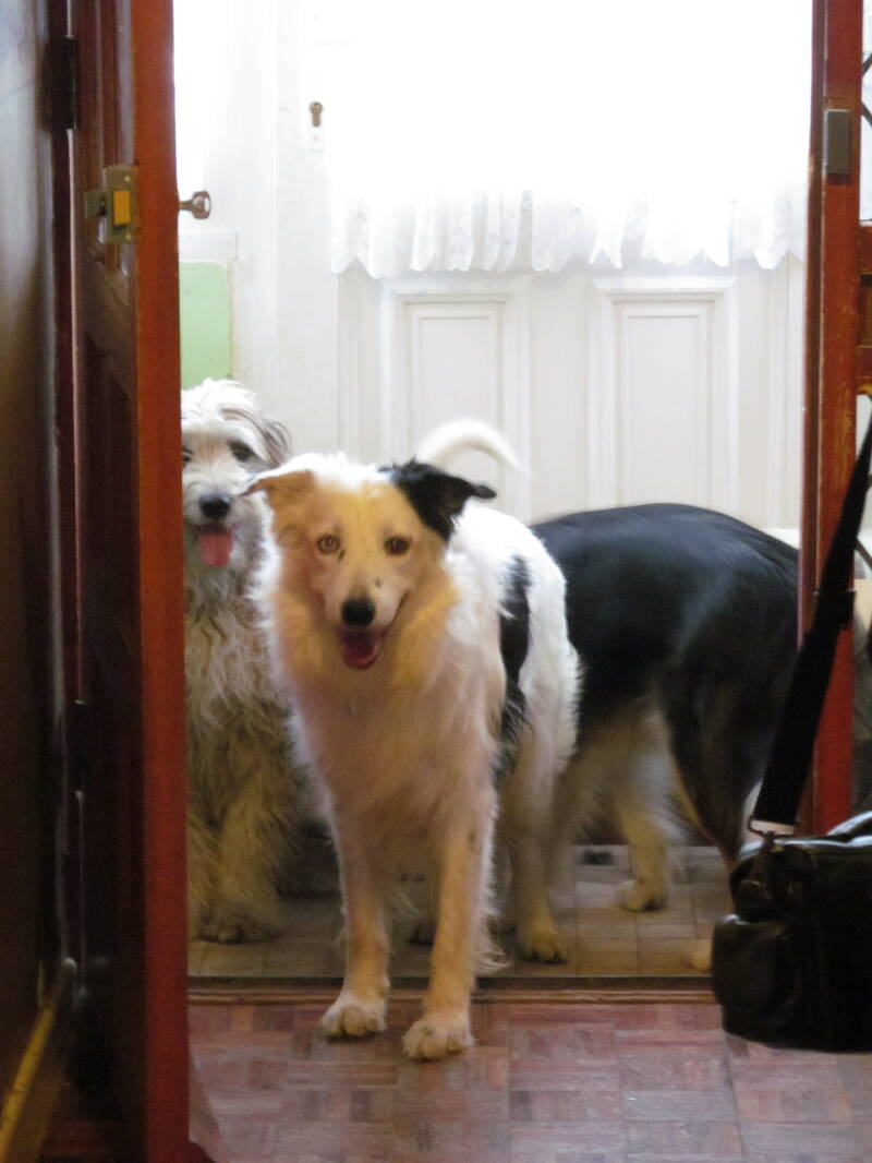 Darcey, Tapper and Harry making it clear thats its time for their walk!