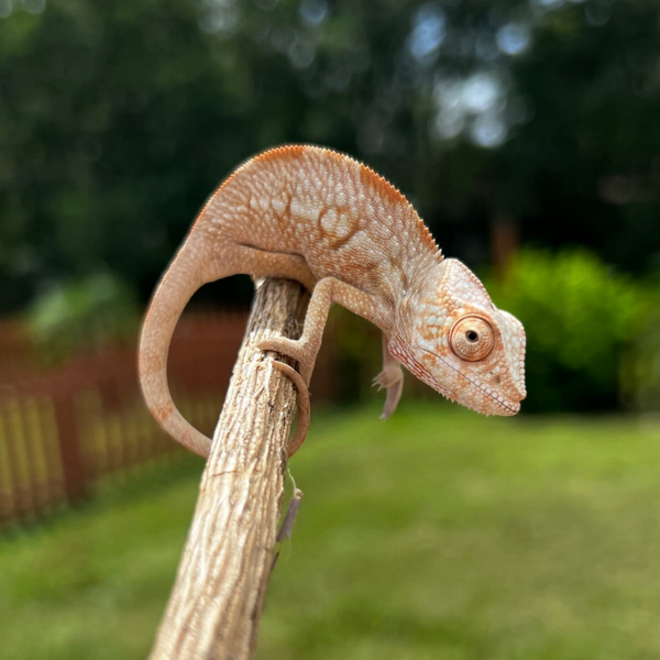Female Ambilobe #013 - Reddit X Thornton - Insanely RED Lineage!