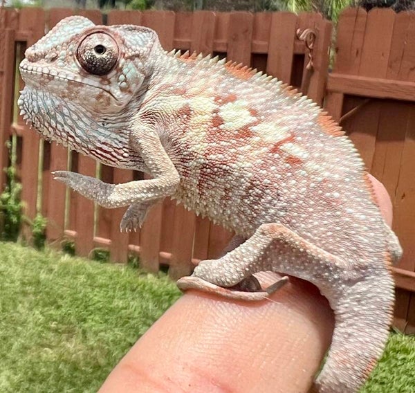 Male Ambilobe #003 - Reddit X Thornton - Insanely RED Lineage!