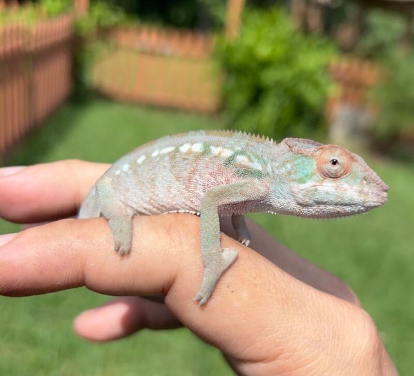 Female Ambilobe #008 - Reddit X Thornton - Insanely RED Lineage!