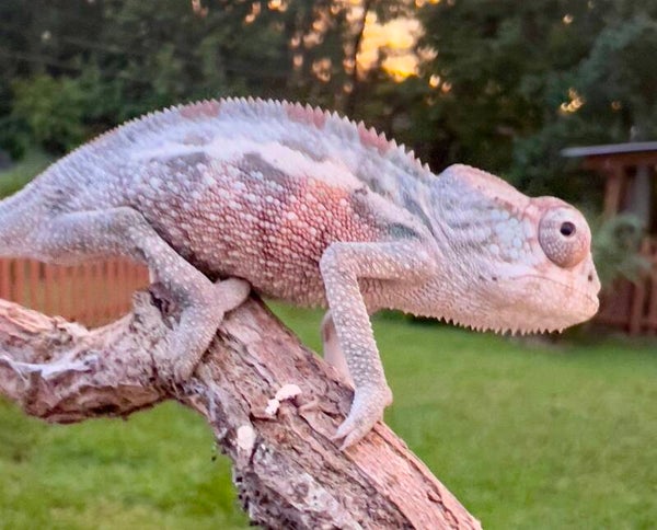 Male Ambilobe #009 - Reddit X Thornton - Insanely RED Lineage! (Ready in 2 weeks 9/7/2026)