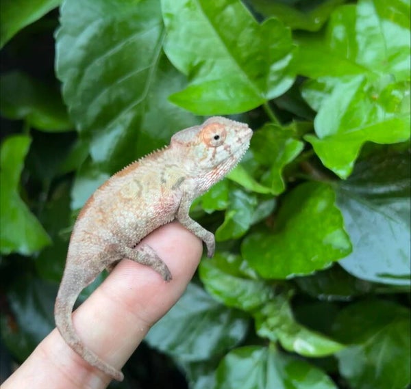 Female Ambilobe - Reddit X Thornton - Insanely RED Lineage!