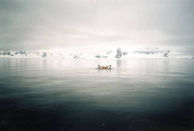 D'après photo clients, Baleine