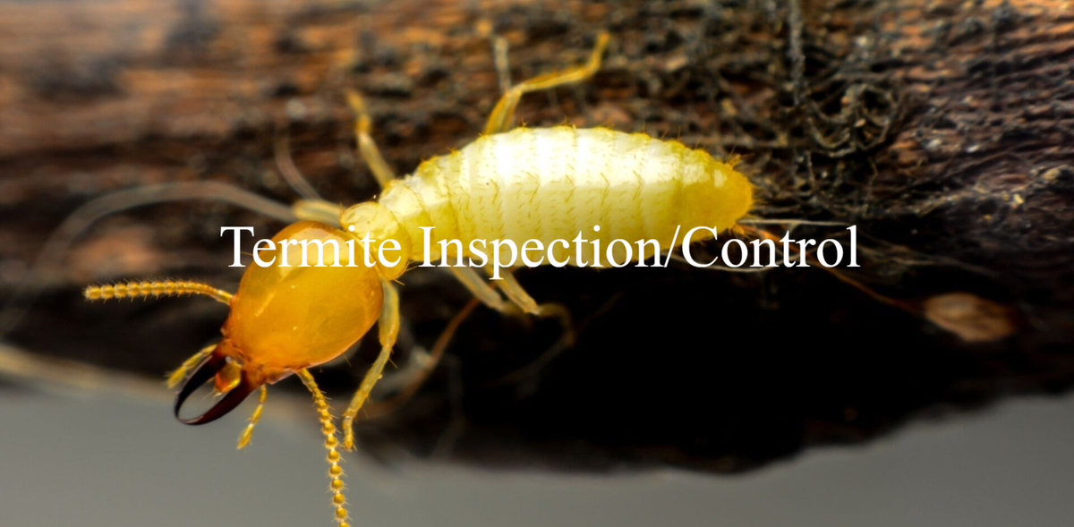 Termites / Pest Control Services